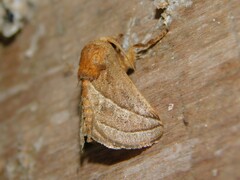 Neomocena convergens