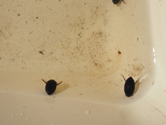 Agabinae