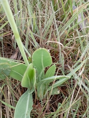 Tithonia diversifolia