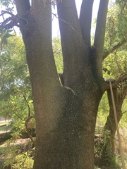 Phytolacca dioica