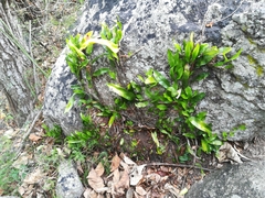 Microgramma mauritiana