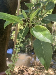 Phytolacca dioica