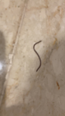 Indotyphlops braminus