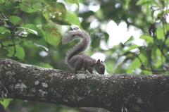 Sciurus aestuans