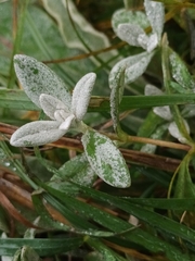 Cerastium tomentosum