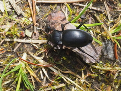 Carabus glabratus