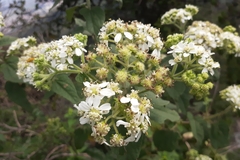 Montanoa tomentosa