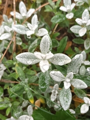 Cerastium tomentosum