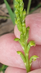 Microtis arenaria