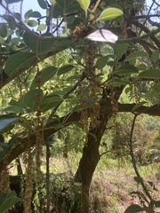 Phytolacca dioica