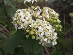 Montanoa tomentosa