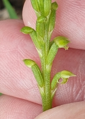 Microtis arenaria