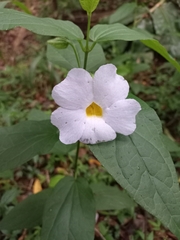 Thunbergia natalensis