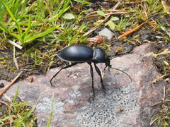 Carabus glabratus
