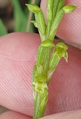 Microtis arenaria