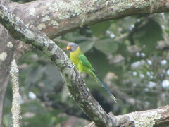 Psittacula cyanocephala