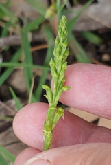 Microtis arenaria
