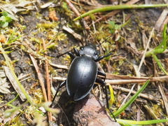 Carabus glabratus
