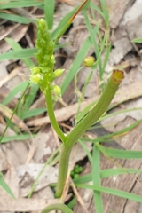 Microtis arenaria