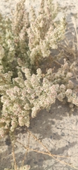 Halogeton sativus