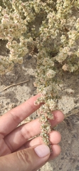 Halogeton sativus