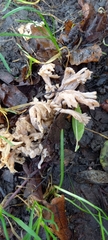 Clavulina cinerea