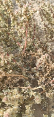 Halogeton sativus