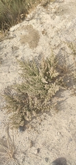 Halogeton sativus