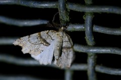 Chalastra pellurgata