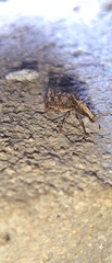Meconemus