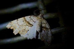 Chalastra pellurgata