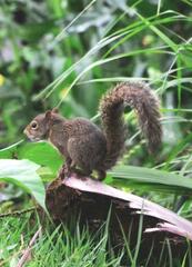 Sciurus aestuans