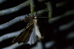 Chalastra pellurgata