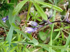 Hyacinthoides