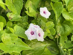 Ipomoea aquatica