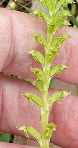Image of Microtis arenaria by (c) Rosalie Lawrence, some rights reserved (CC BY)
