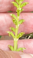 Microtis arenaria