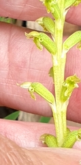 Microtis arenaria