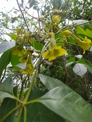 Cybistax antisyphilitica