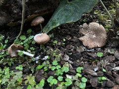 Collybiopsis luxurians