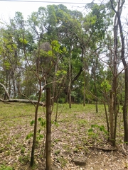 Cybistax antisyphilitica