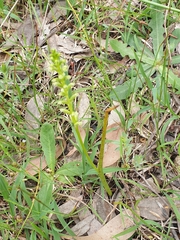 Microtis arenaria