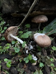 Collybiopsis luxurians
