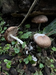 Collybiopsis luxurians