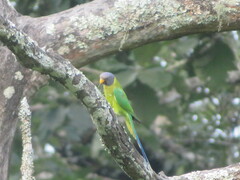 Psittacula cyanocephala