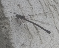 Lestidae