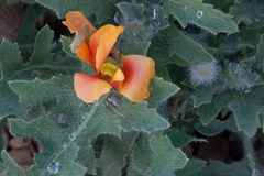 Glaucium corniculatum