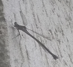 Lestidae