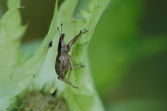 Charagmus gressorius