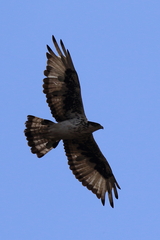 Aquila spilogaster